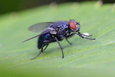 Melinda gentilis ♀