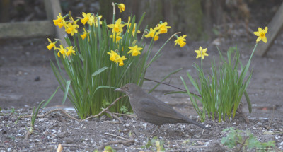 Merel - Turdus merula - Capelle aan den IJssel