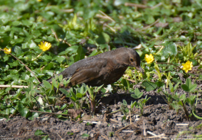 Merel - Turdus merula - Capelle aan den IJssel