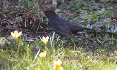 Merel - Turdus merula - Capelle aan den IJssel