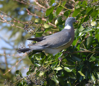 Houtduif - Columba palumbus - Capelle aan den IJssel