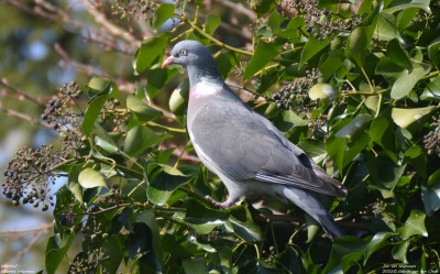 Houtduif - Columba palumbus - Capelle aan den IJssel