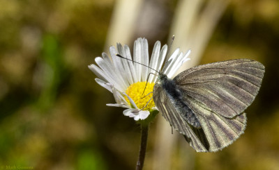 Berg geaderd witje   Lechtal(A)    juni 2019