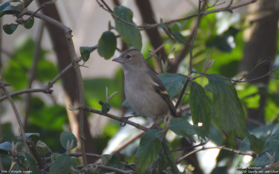 Vink - Fringilla coelebs - Capelle aan den IJssel