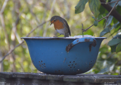 Roodborst - Erithacus rubecula - Capelle aan den IJssel