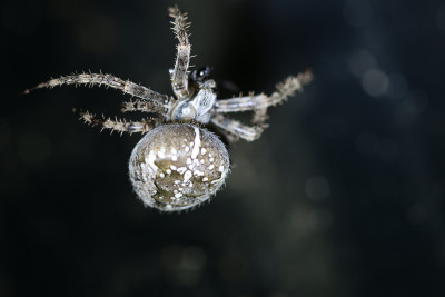 IMG_6563 Kruisspin ( Kruisspin (Araneus diadematus)).JPG