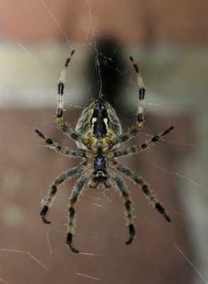 IMG_6305 Kruisspin-2 ( Kruisspin (Araneus diadematus)).jpg