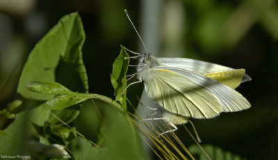 Kleine koolwitjes  Eschental(D)   juni 2019