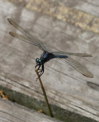 IMG_4001-2 Beekoeverlibel (Orthetrum coerulescens).jpg