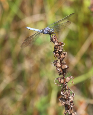 IMG_3995-2 Beekoeverlibel (Orthetrum coerulescens).jpg