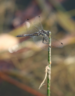 IMG_3907-2 Zwarte heidelibel (Sympetrum danae).jpg