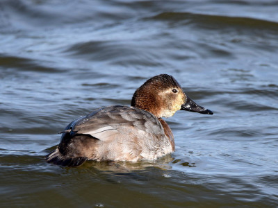 Tafeleend (vrouw)