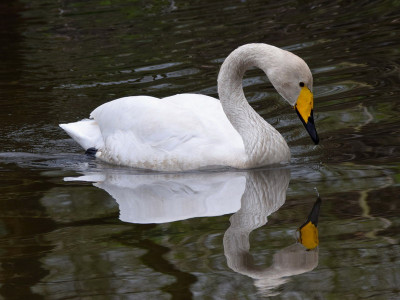 Wilde Zwaan