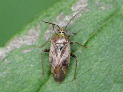 Behaarde schaduwwants ♀