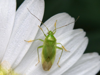 Groene appelschaduwwants