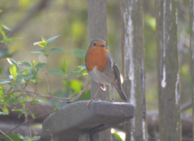 Roodborst - Erithacus rubecula