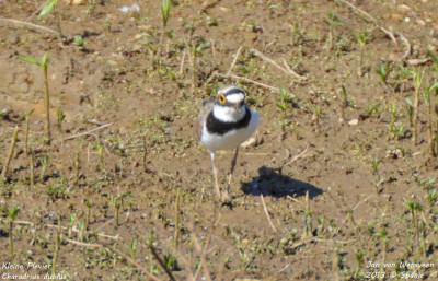 Kleine Plevier - Charadrius dubius - Monfrague - Spanje