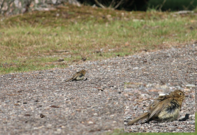 IMG_4976-2 Roodborst jong.jpg