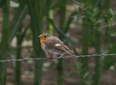 IMG_1938-2 Roodborst (Erithacus rubecula).jpg