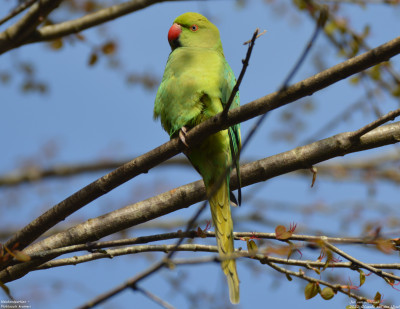 Halsbandparkiet - Psittacula krameri - Capelle aan den IJssel