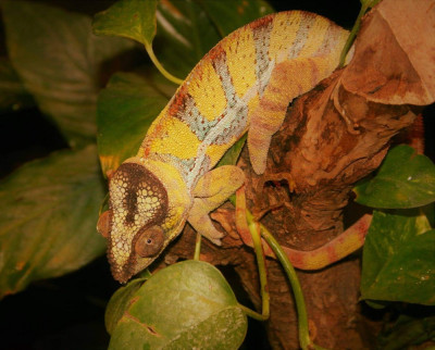 Tropical Zoo, Zeeland 2020