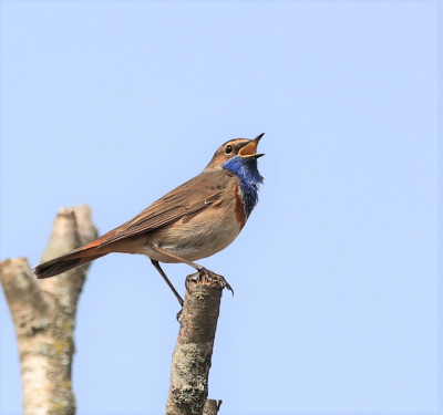 Blauwborstje