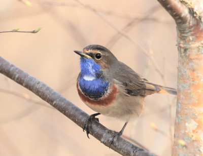 Blauwborstje