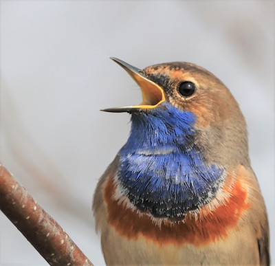 Blauwborstje