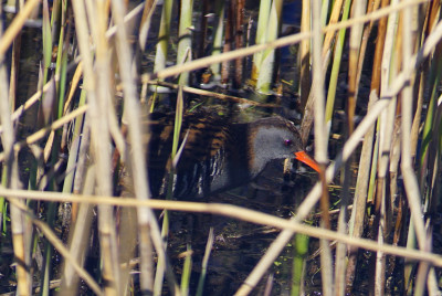 verschuilt zich vaak in het riet.