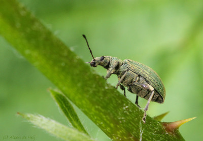 Groene snuitkever