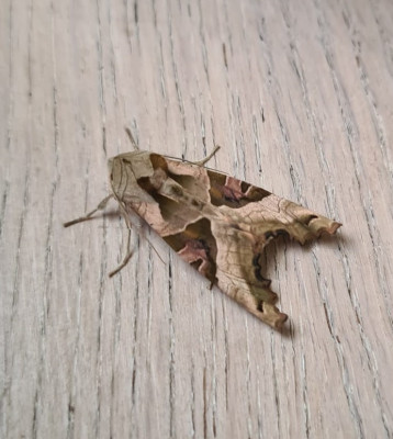 Agaatvlinder - Phlogophora meticulosa - Capelle aan den IJssel