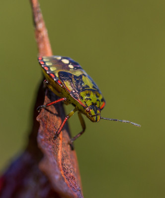 IMGL3442 Verwijsclub Floraenfauna.jpg