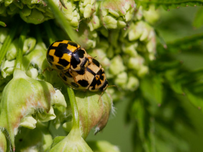 Schaakbordlieveheersbeestjes (Propylea quatuordecimpunctata)