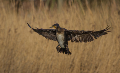 De aalscholver (Phalacrocorax carbo)