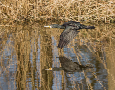 De aalscholver (Phalacrocorax carbo)