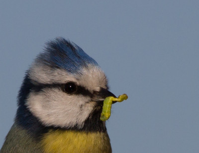 Pimpelmees - Cyanistes caeruleus