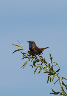 IMG_2008-2 Blauwborst.jpg