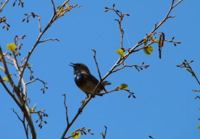 IMG_1958-2 Blauwborst.jpg
