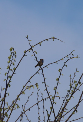 IMG_1826-2 Blauwborst.jpg