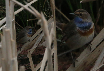 IMG_1997-2 Blauwborst (Luscinia svecica).jpg
