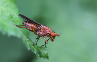 Bruine slakkendodende Vlieg  Tetanocera spec