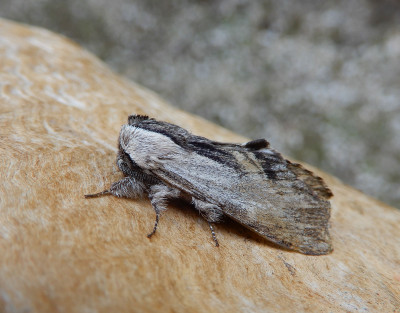 DSCN7132.JPG
