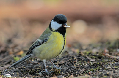 Koolmees - Parus major