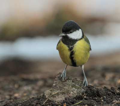 Koolmees - Parus major