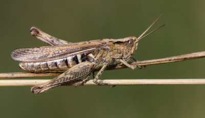 Bruine sprinkhaan (Chorthippus brunneus)