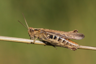 Bruine sprinkhaan (Chorthippus brunneus)