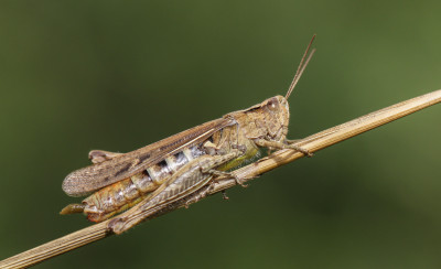 Bruine sprinkhaan (Chorthippus brunneus)