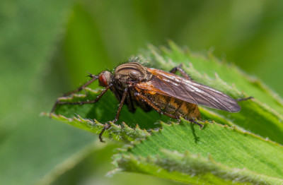 Grote dansvlieg - Empis tessellata