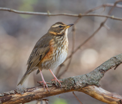 Koperwiek - Turdus iliacus