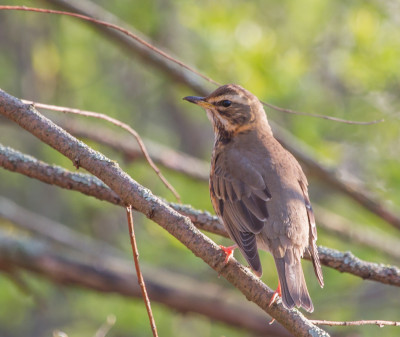 Koperwiek - Turdus iliacus